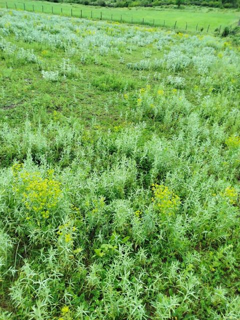 25 sot torpaq sahəsi, Quba r — Quba