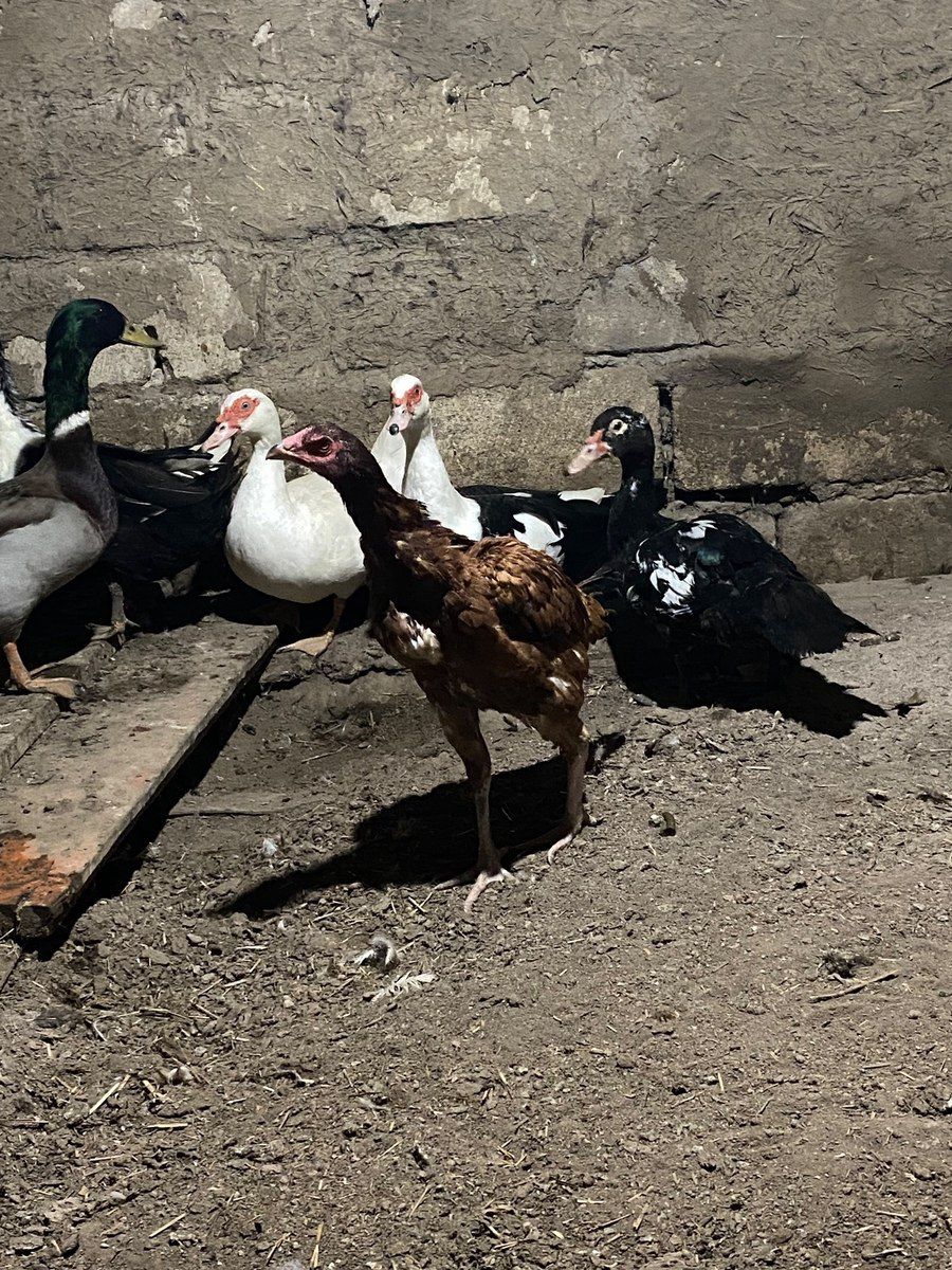 Heyratı fərəsi — Quşlar, Masallı (2)