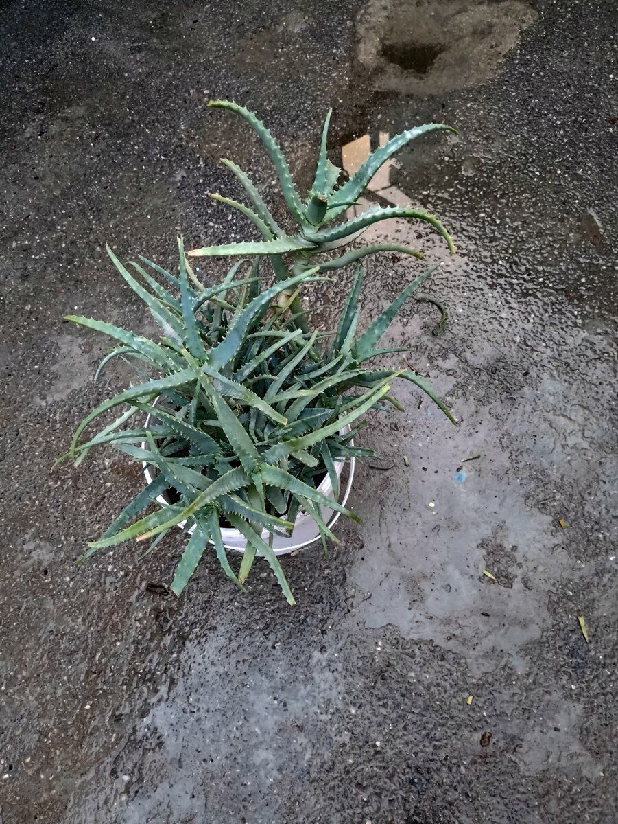 Aloe gülü — Bitkilər, Bakı (3)