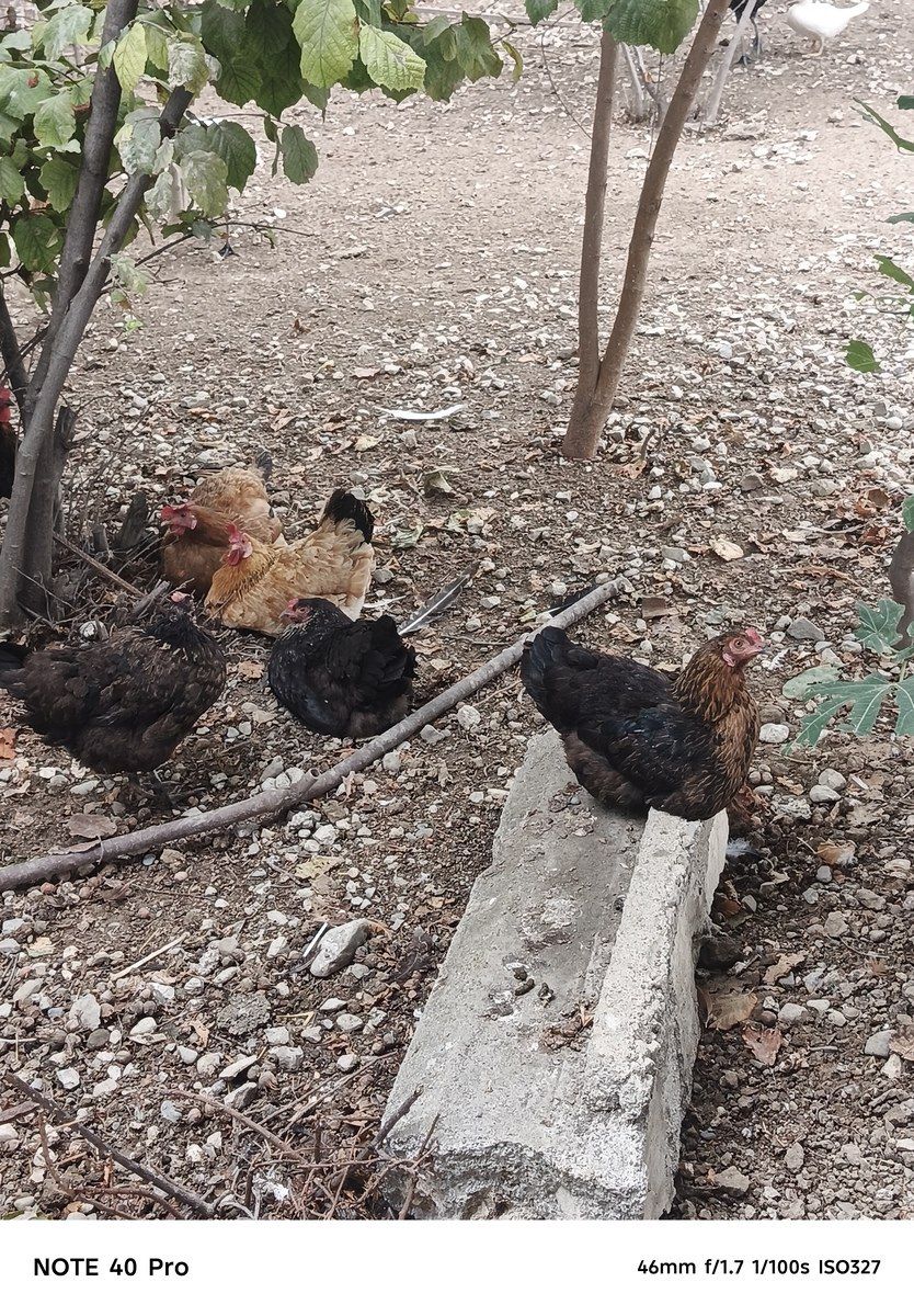 Toyuqlar — Quşlar, Siyəzən (2)