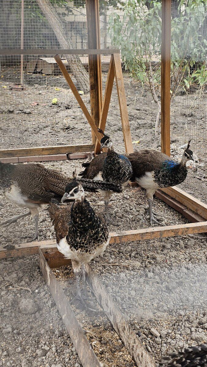 Tovuz quşu — Quşlar, Salyan (9)