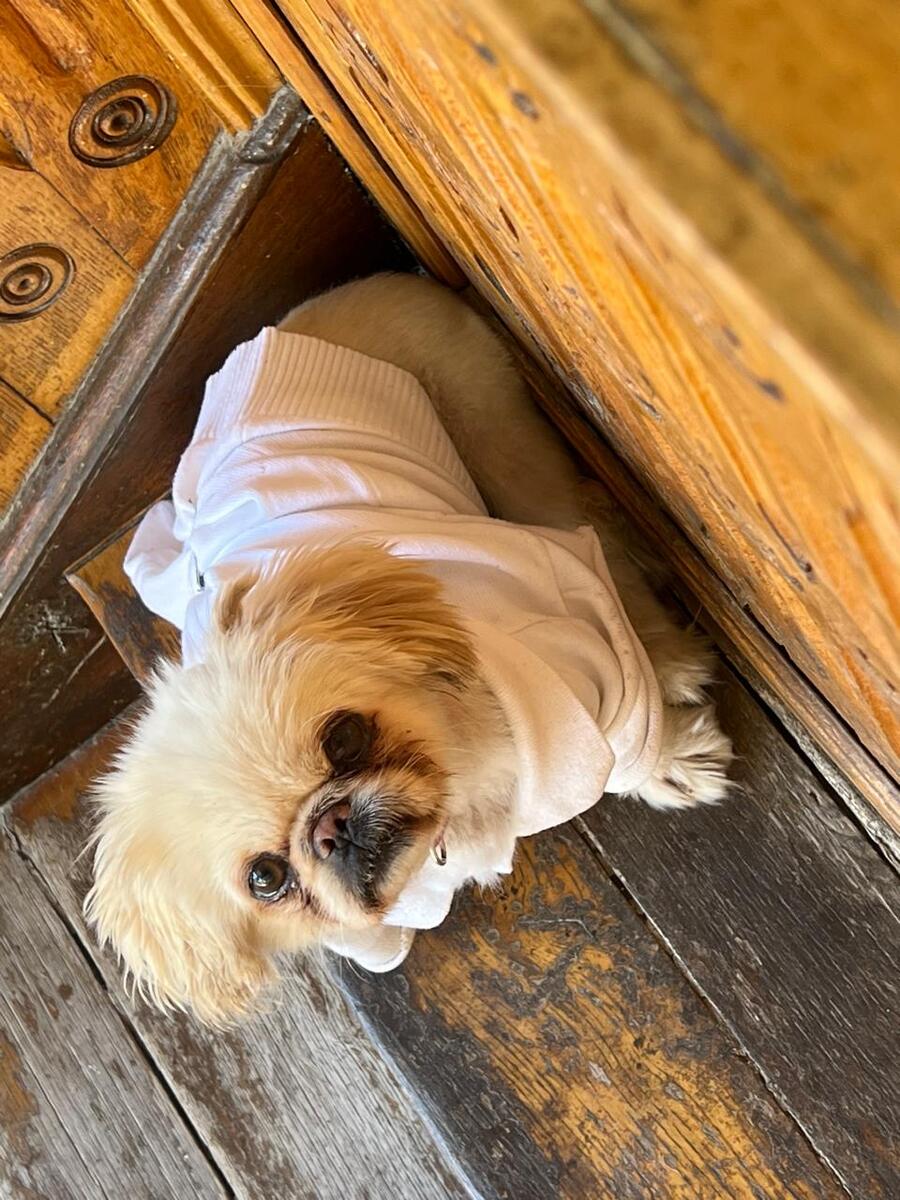 Pekines — Köpəklər, Gəncə (2)