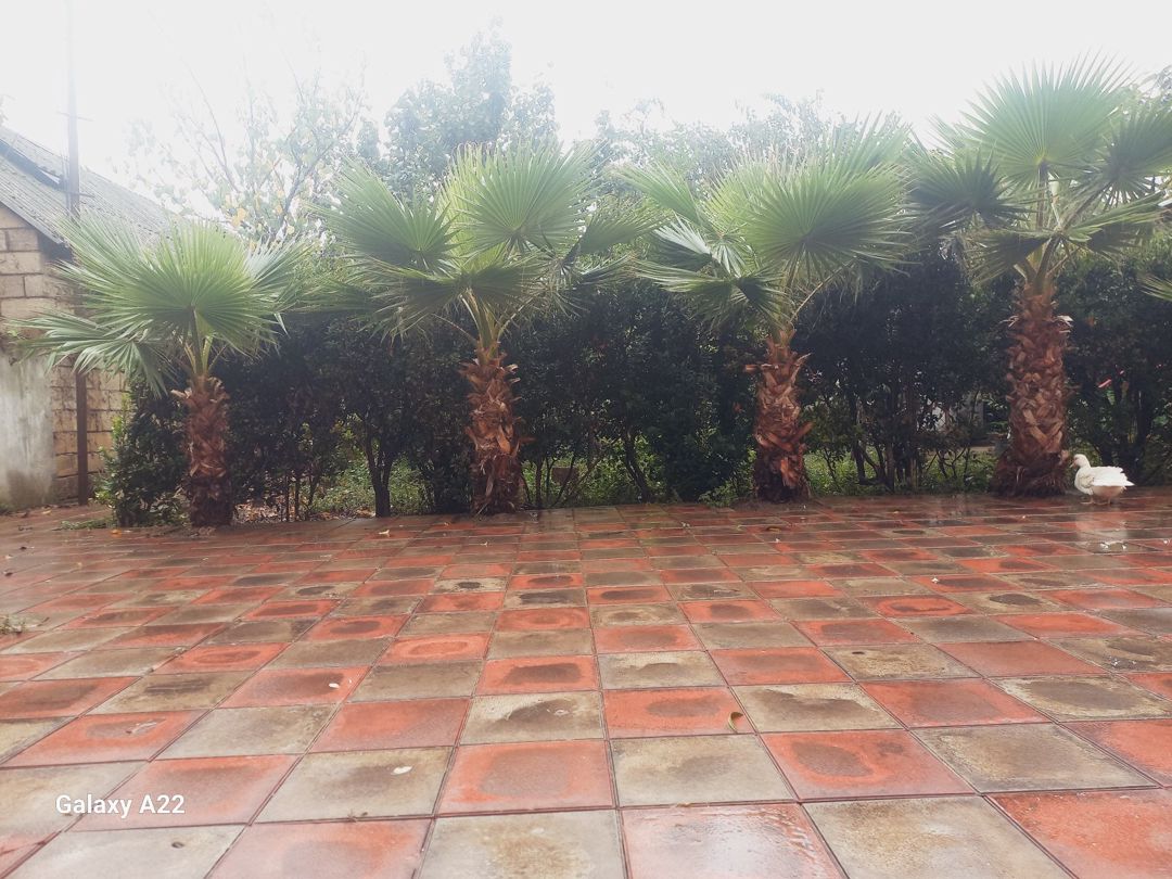 Palma ağacı — Bitkilər, Masallı (2)