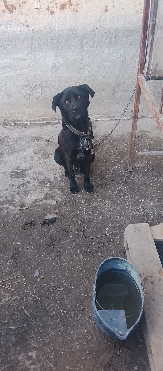 Həyət iti — Köpəklər, Bakı