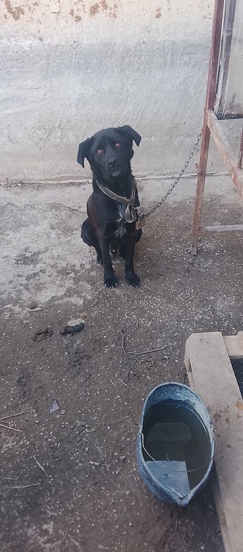 Həyət iti — 100 ₼ · Bakı · Köpəklər Həyət iti — Bakı