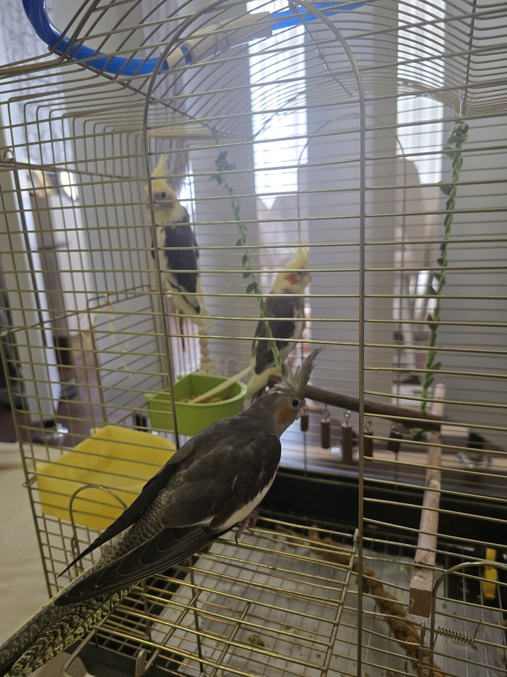 Növ: Nimfa tutuquşuları (cockatiel) – 3 ədəd Rənglər: sarı başlı — Qəfəslər, Bakı (2)