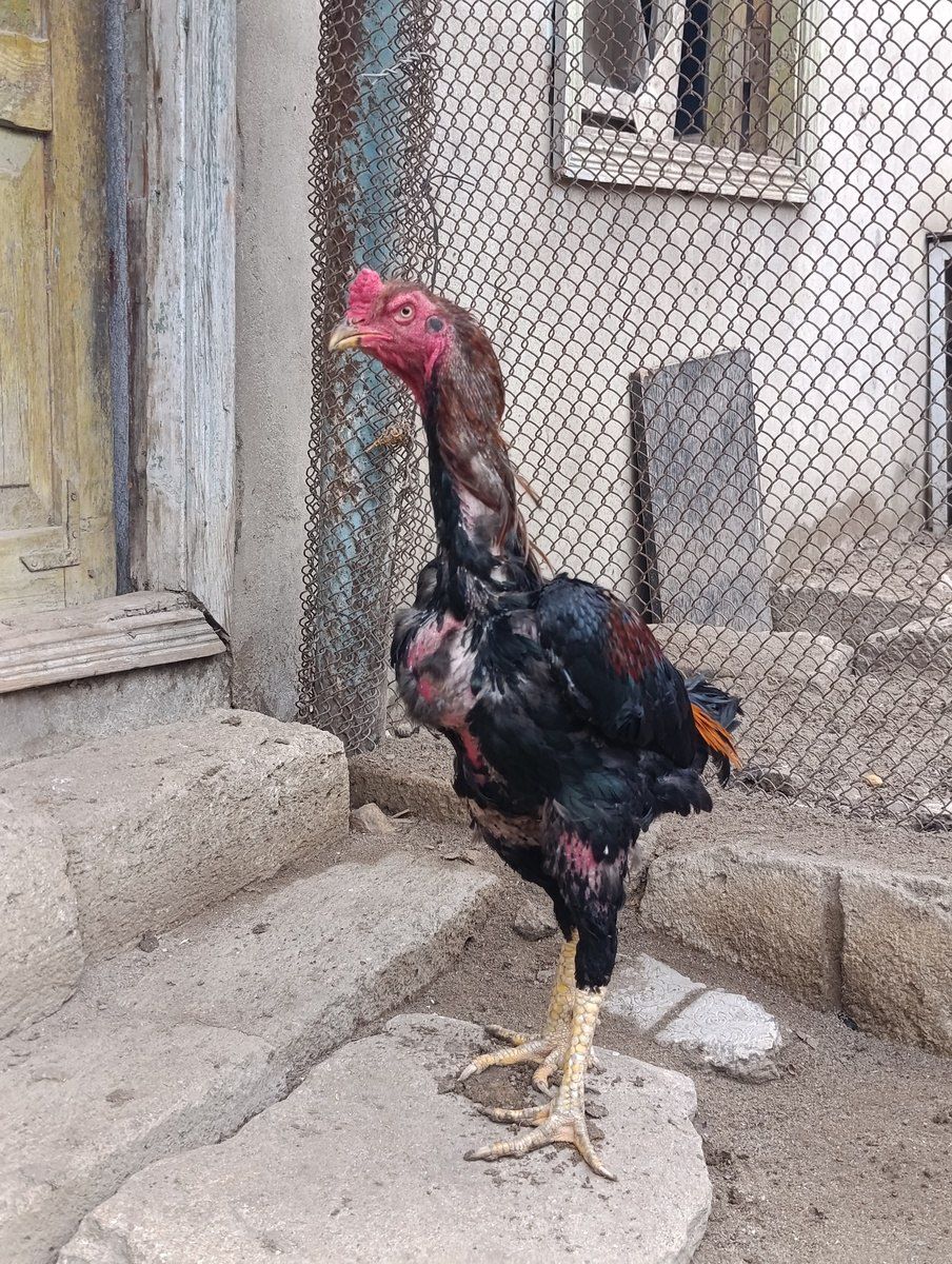 Heyratı ev quşları — Quşlar, Bakı (2)