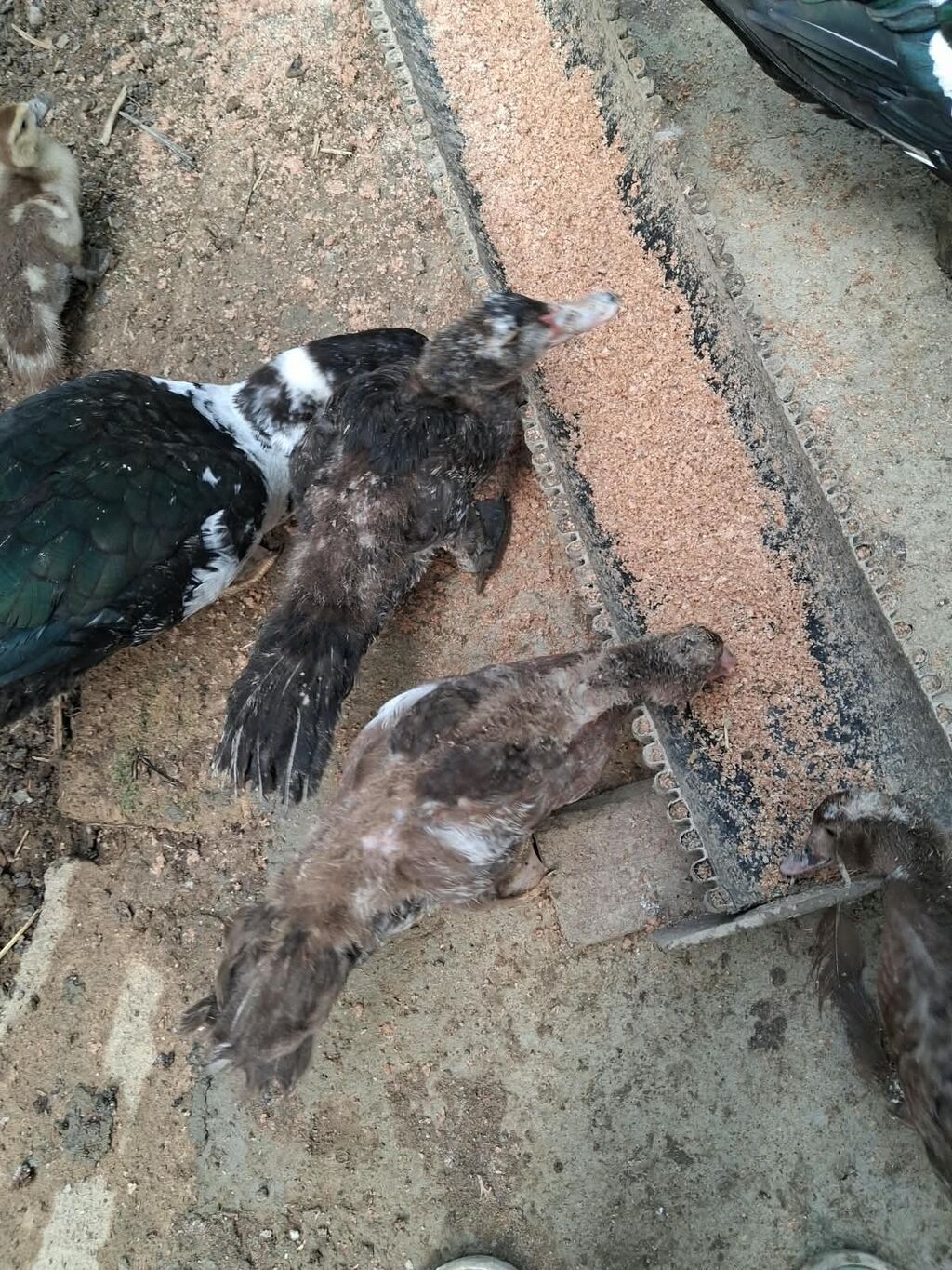 5 ədəd 5 aylıq 3 ü erkək) 9 ədəd 3 aylıq 5i karičnividi) 2 bir il — Digərləri, Bakı (4)