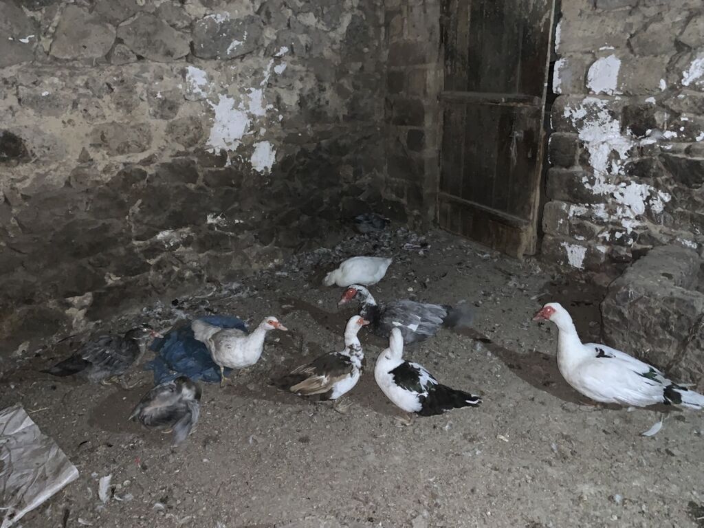 Musk ördəkləri (indo duck) – müxtəlif rənglərin qarışığında sürü — Digərləri, Şəmkir (3)