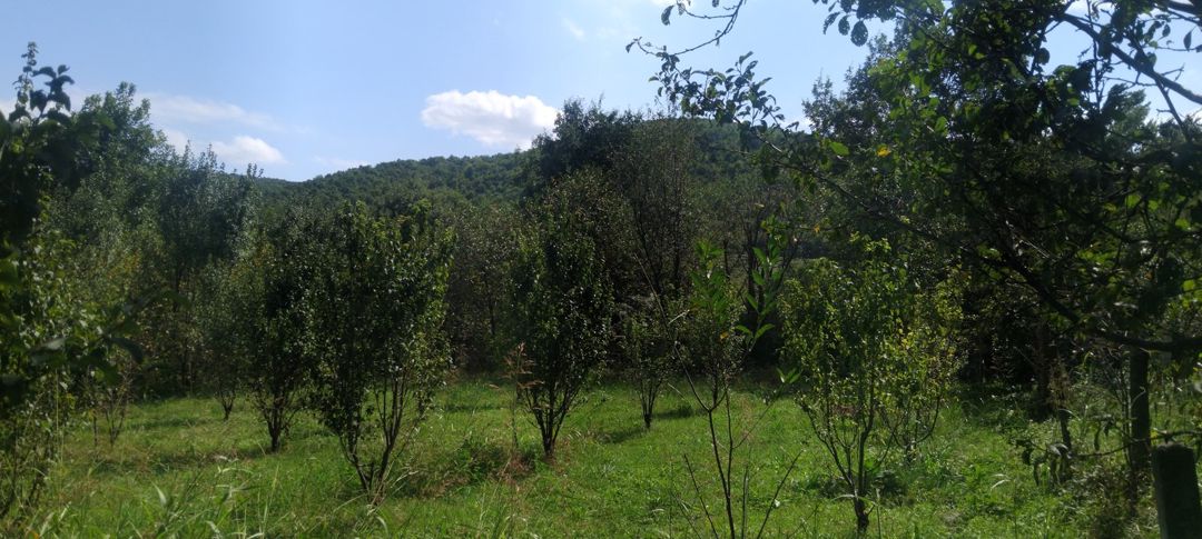 8 sot torpaq sahəsi, 2-ci Nügədi kəndi — Torpaq, Quba (5)