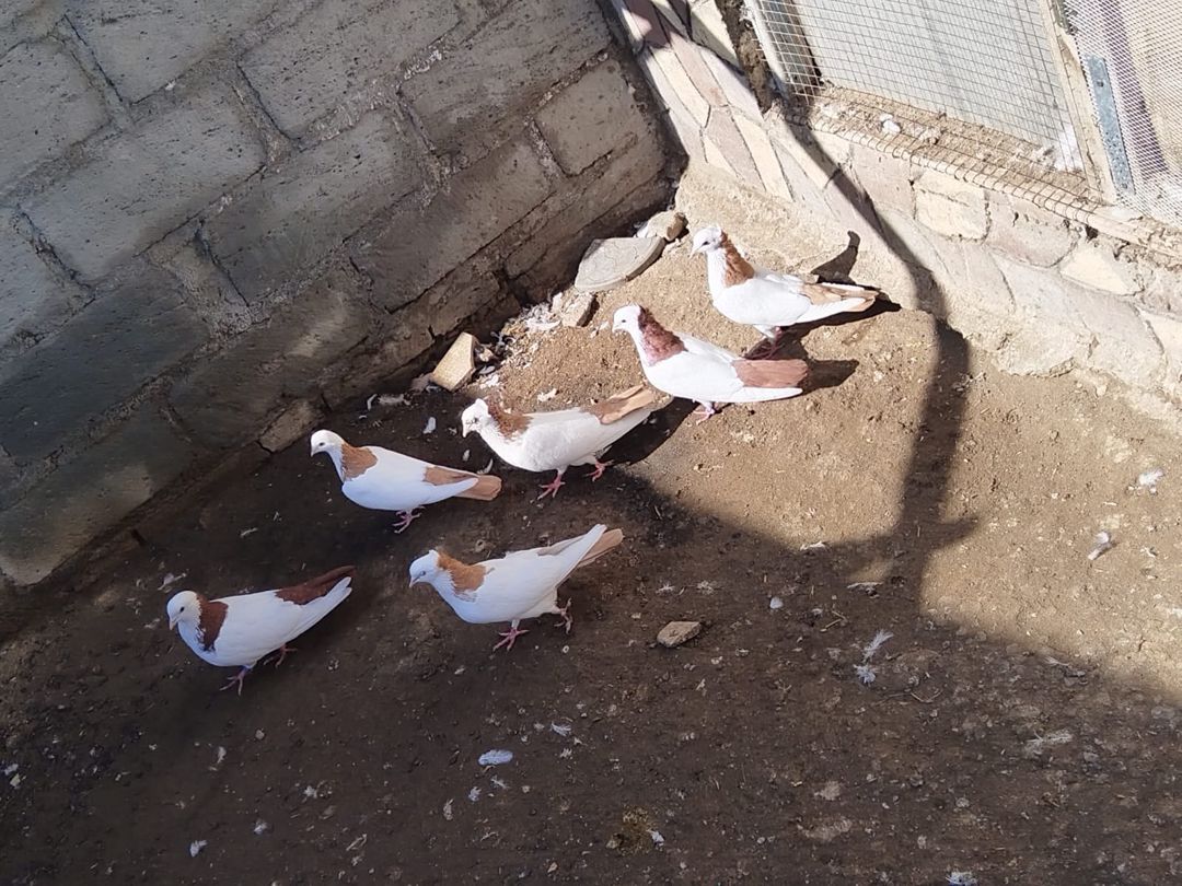 Göyərçinlər — Quşlar, Gəncə