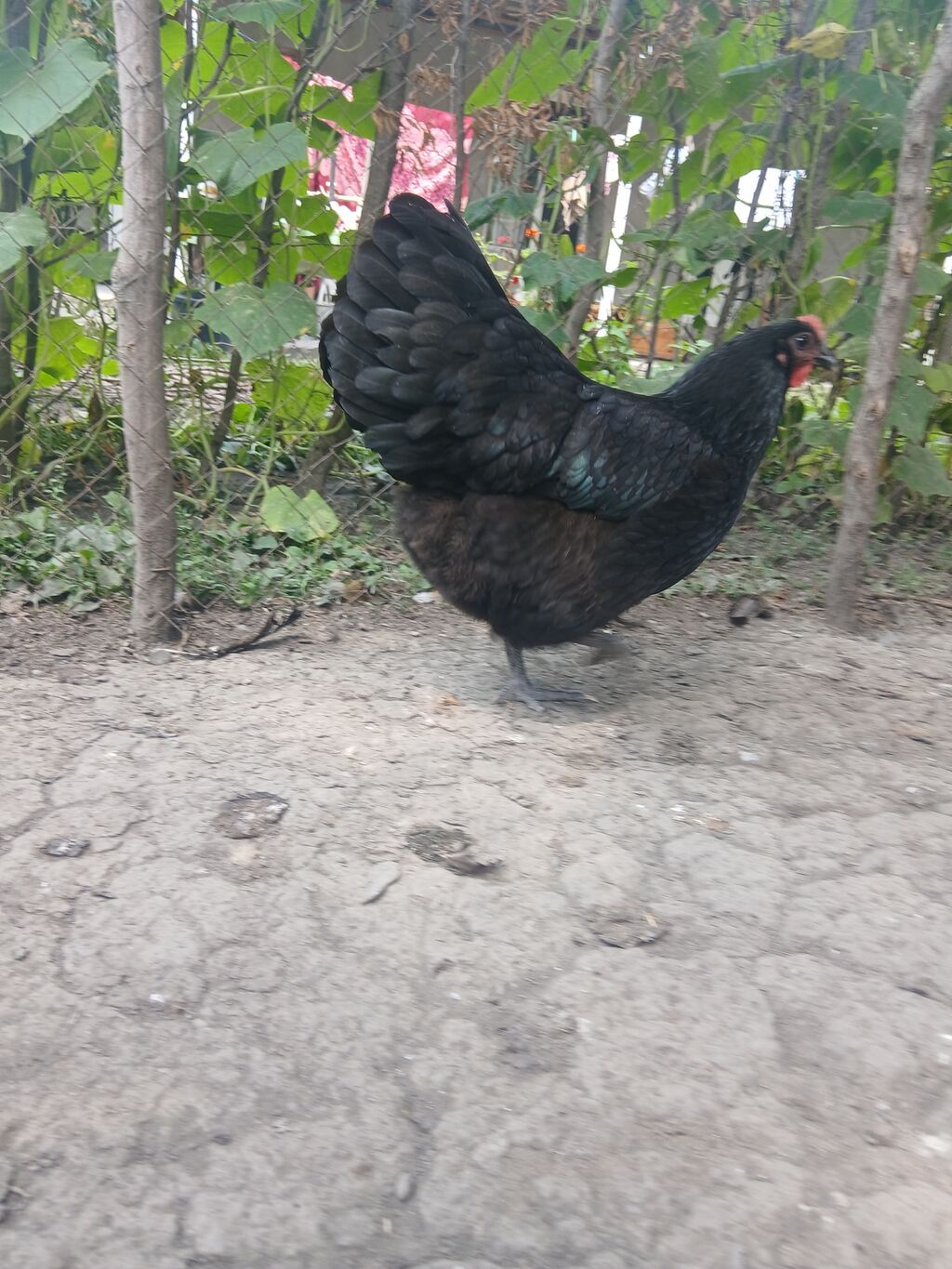 Toyuq, Australorp, Damazlıq — Toyuq və xoruz, Qax (2)
