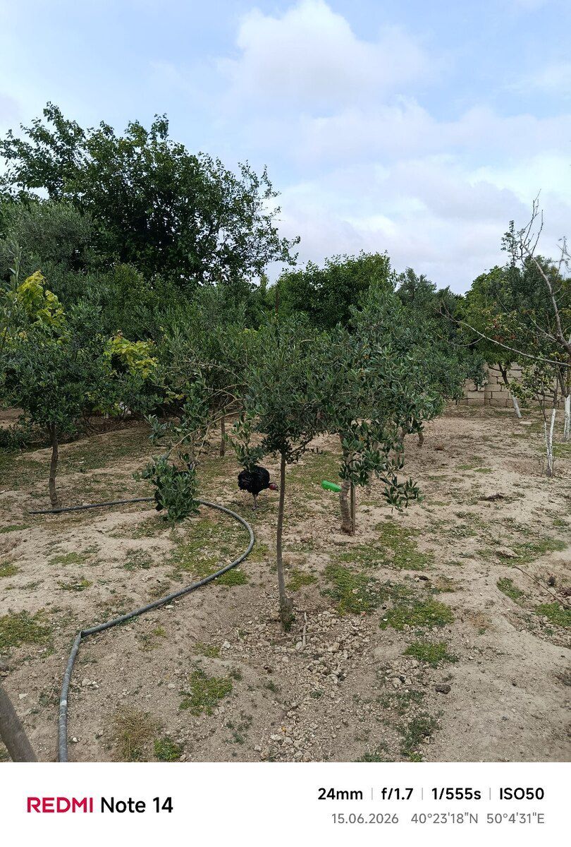 Zeytun ağacları — Bitkilər, Bakı (6)