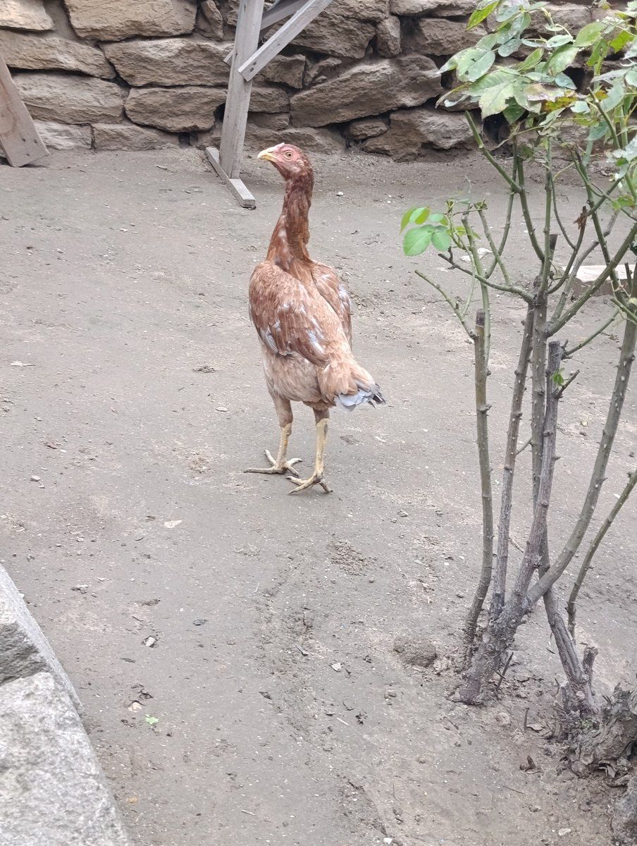 Heyratı ev quşları — Quşlar, Bakı (3)