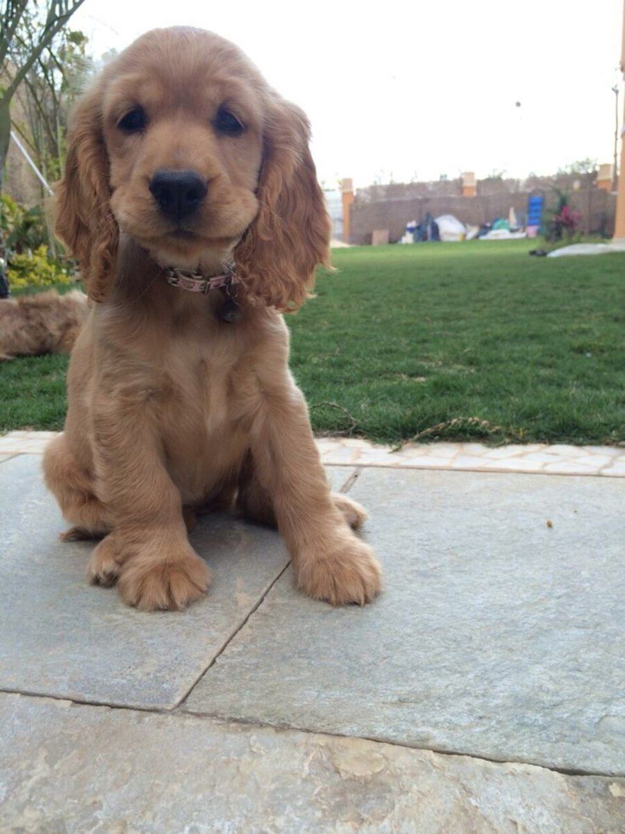 Koker Spaniel — Köpəklər, Bakı (3)