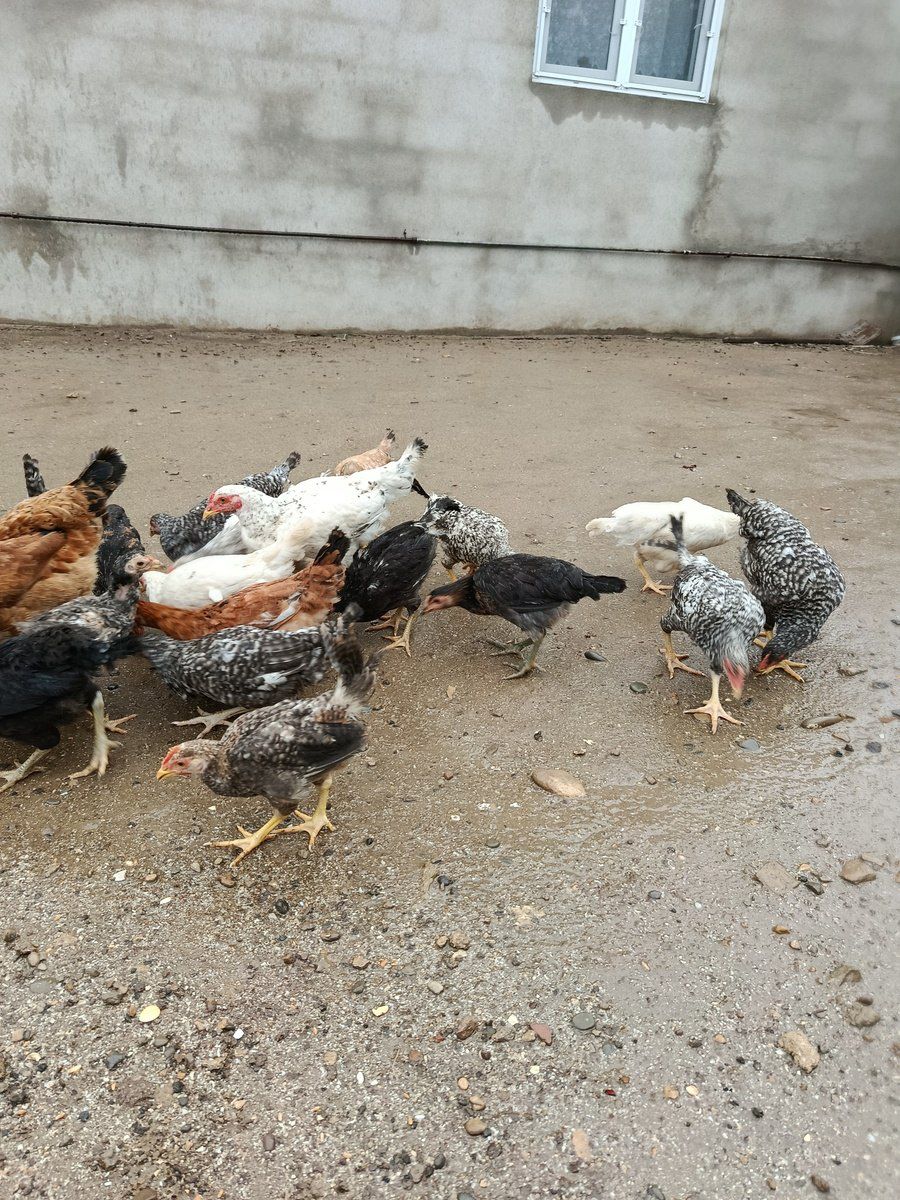 Fərələr — Quşlar, Bakı (2)