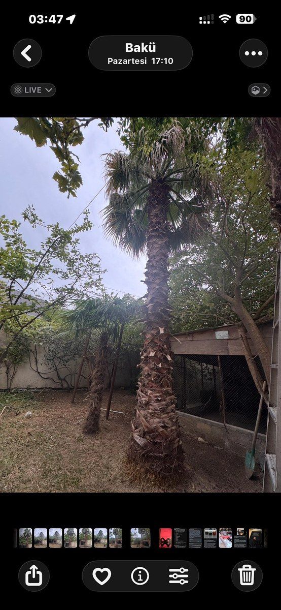 Palma ağacı — Bitkilər, Bakı (8)