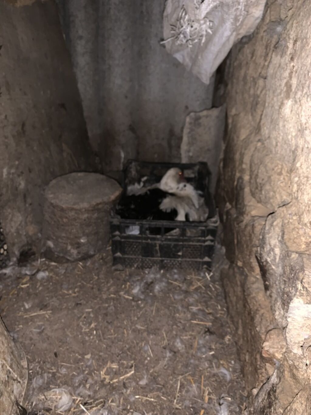 Musk ördəkləri (indo duck) – müxtəlif rənglərin qarışığında sürü — Digərləri, Şəmkir (4)