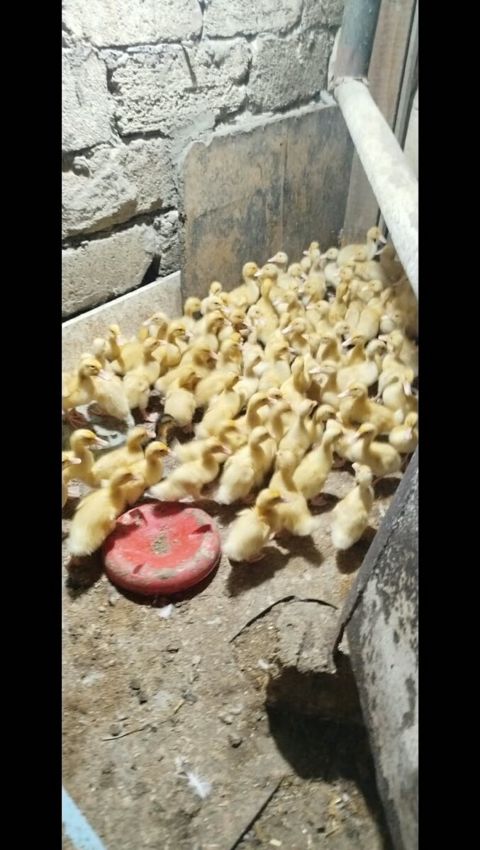 Ördək balaları — Bakı
