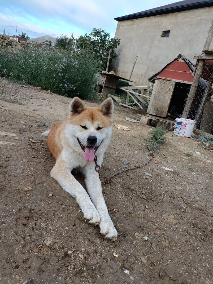 Akita-inu — Köpəklər, Bakı (3)