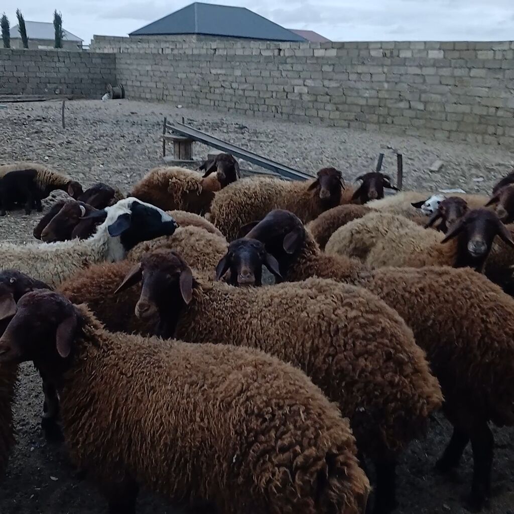 Qoyun sürüsü – yerli qaragül/yerli tərəkəmə tipli, qəhvəyi və açıq — Kənd təsərrüfatı heyvanları, Bakı (2)