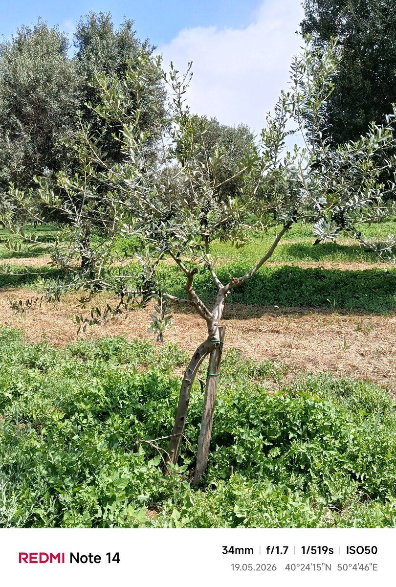 Zeytun ağacı — Bitkilər, Bakı (2)