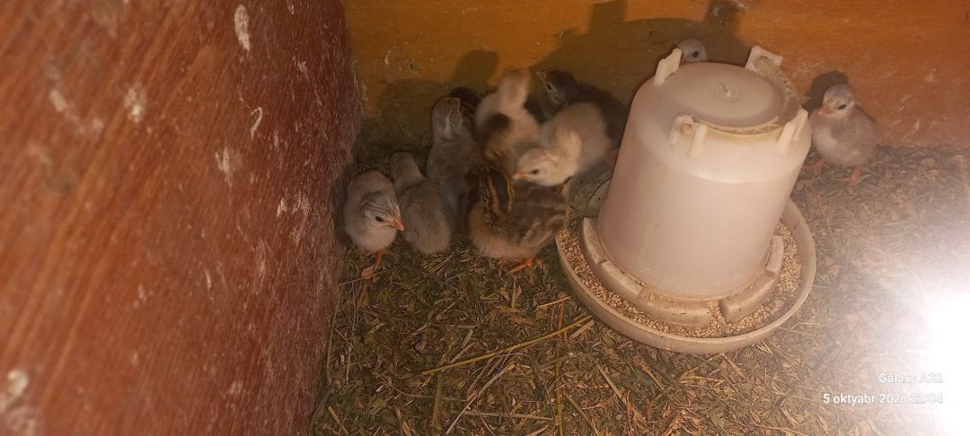 Firəng cücələri — Quşlar, Lənkəran (2)