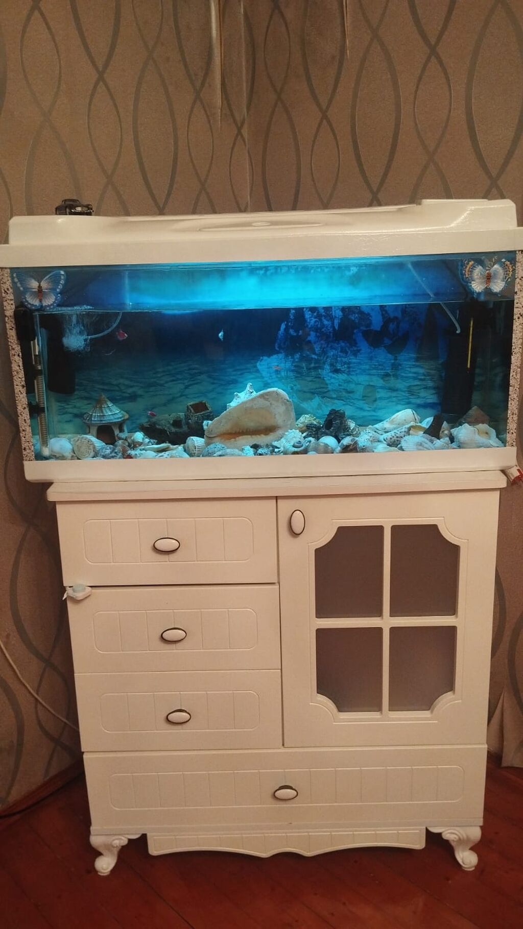 Akvarium baliqlar qarisiq 150 azn satilir‼ unvan 8noyabr papanin — Akvariumlar və balıqlar, Bakı