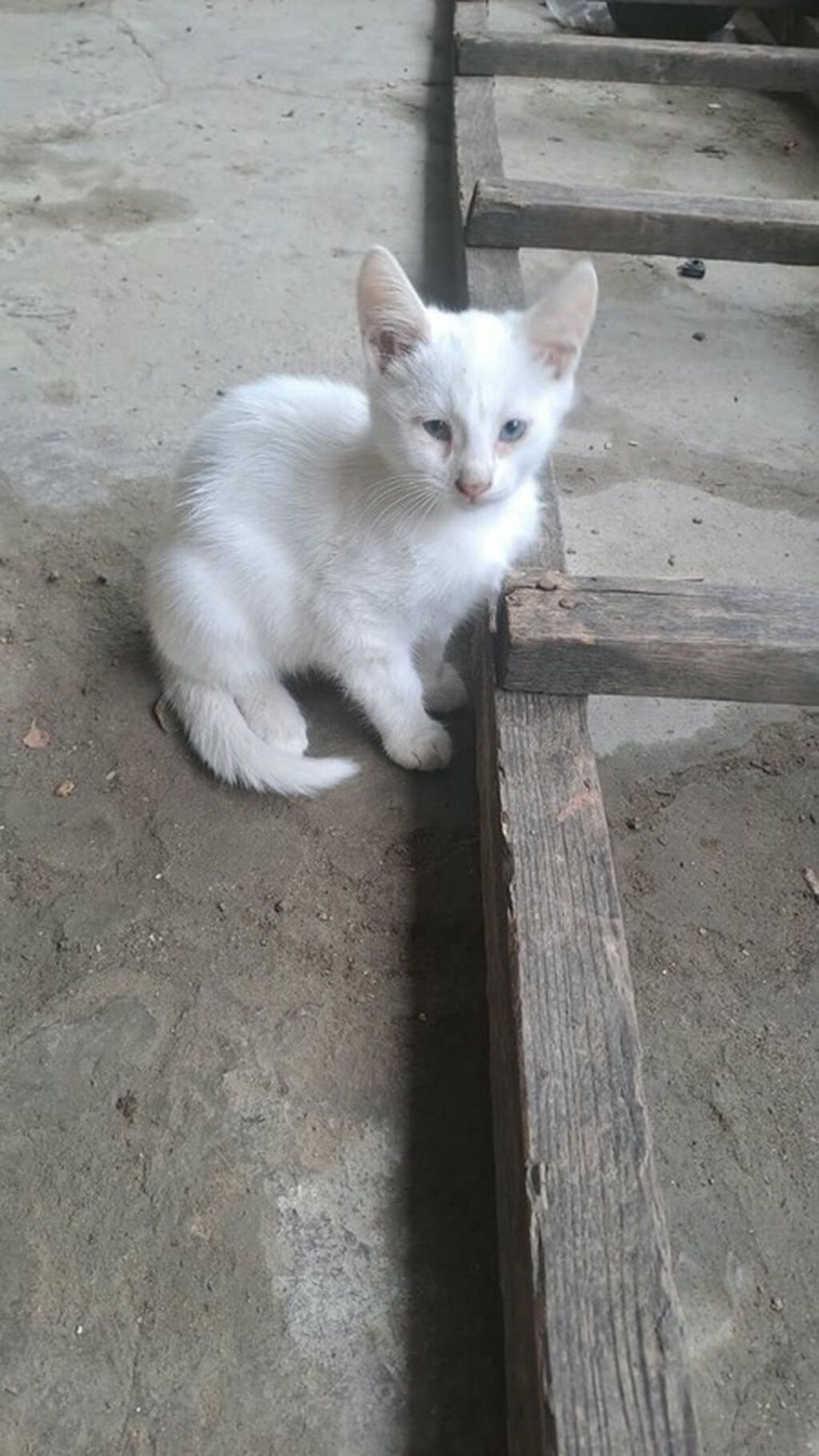 Yaxşı əllərə — Pişiklər, Xırdalan (2)