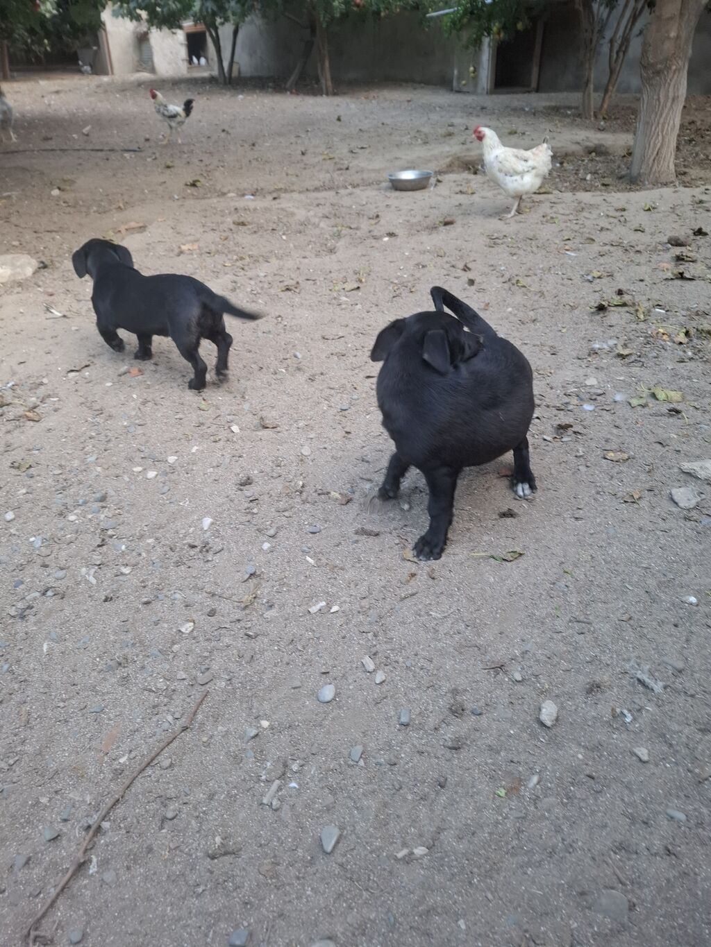 2 ay, Erkək, Peyvəndli, Ünvandan götürmə — Köpəklər, Digah (3)