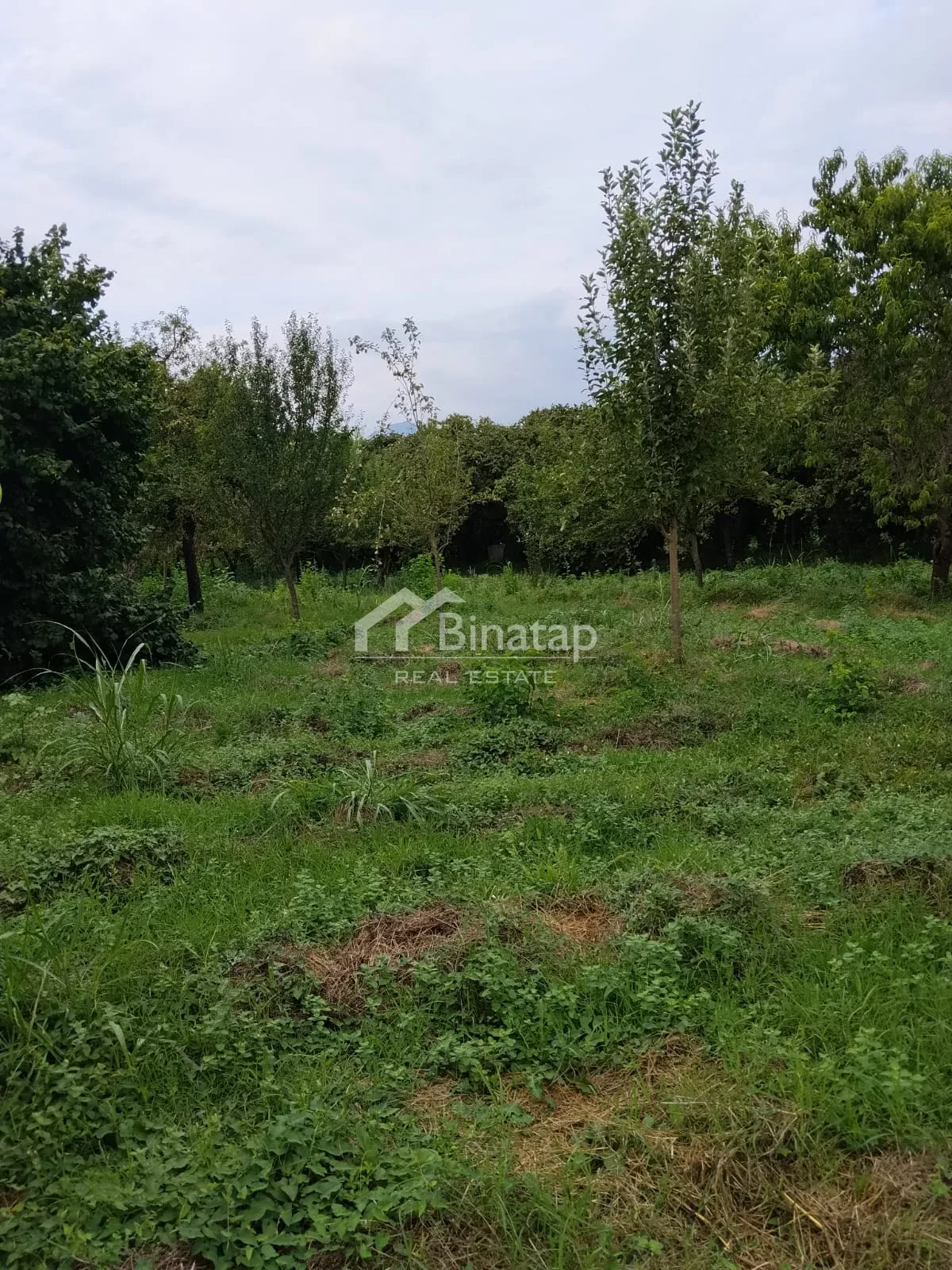 Satılır torpaq 20 sot, Qəbələ rayonu — Torpaq, Bakı (5)