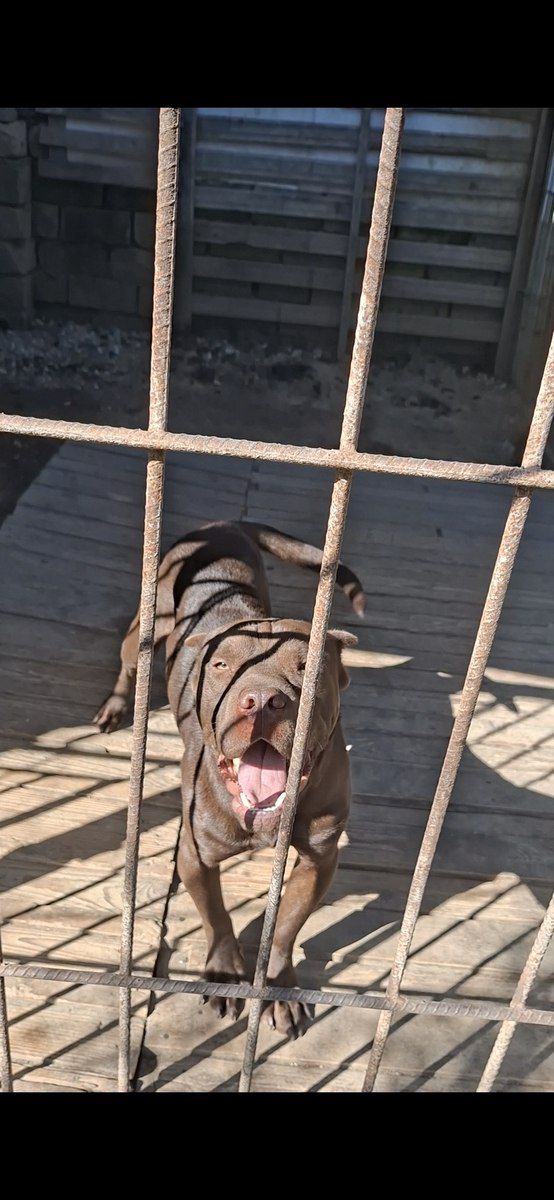 Pitbul — Köpəklər, Bakı (5)