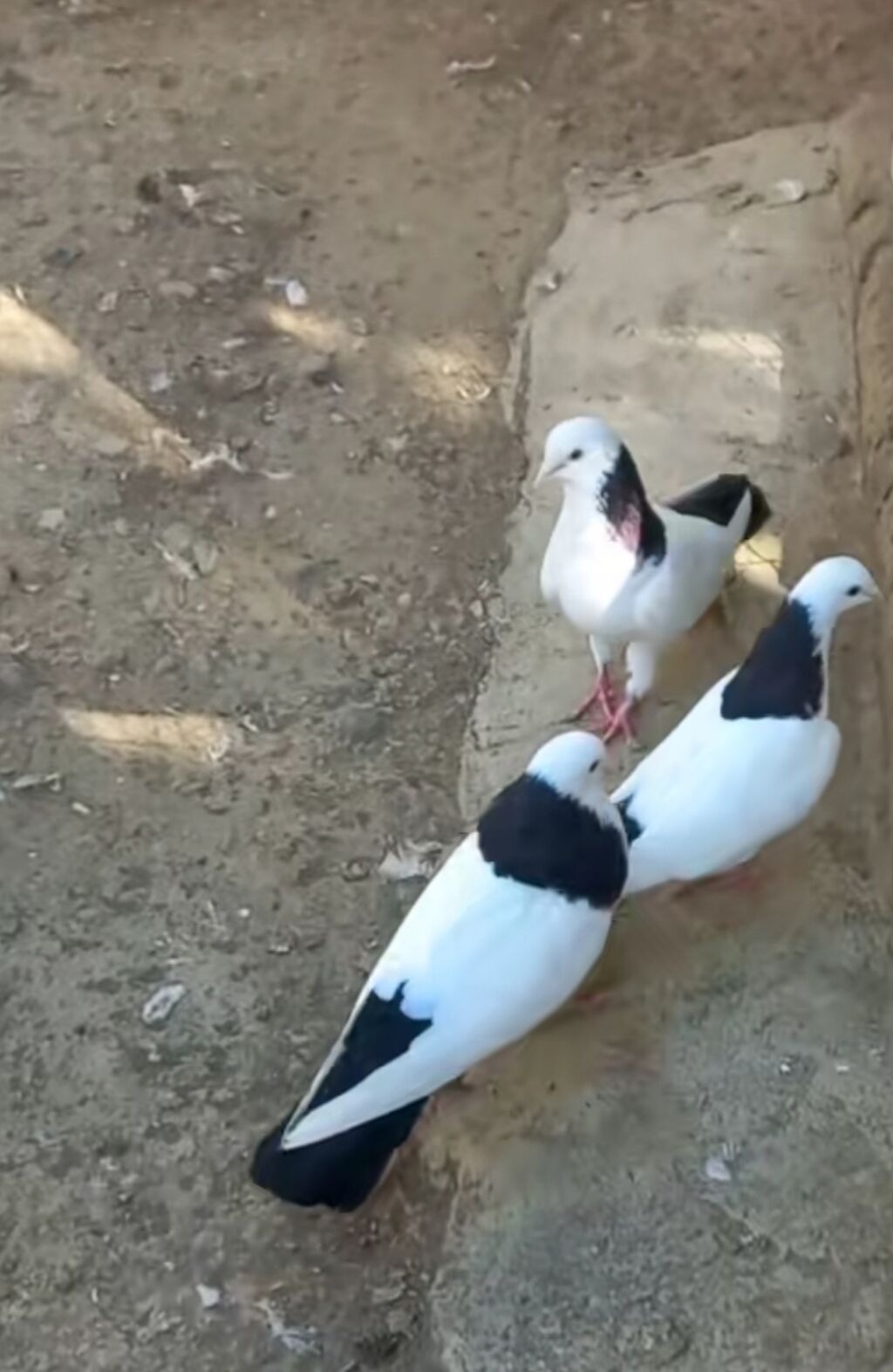 Salam heyvanlar 6 edəddi cütün qiyməti 30manatdir pul lazmdi deyə — Göyərçin, Bakı (2)