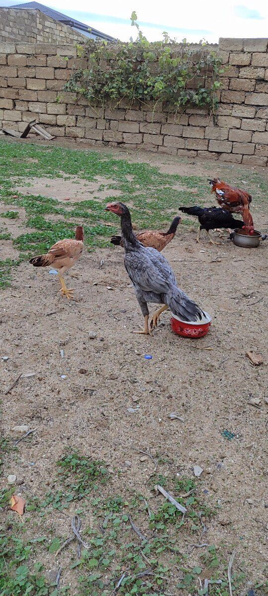 Heyratı xoruzu — Quşlar, Bakı (8)