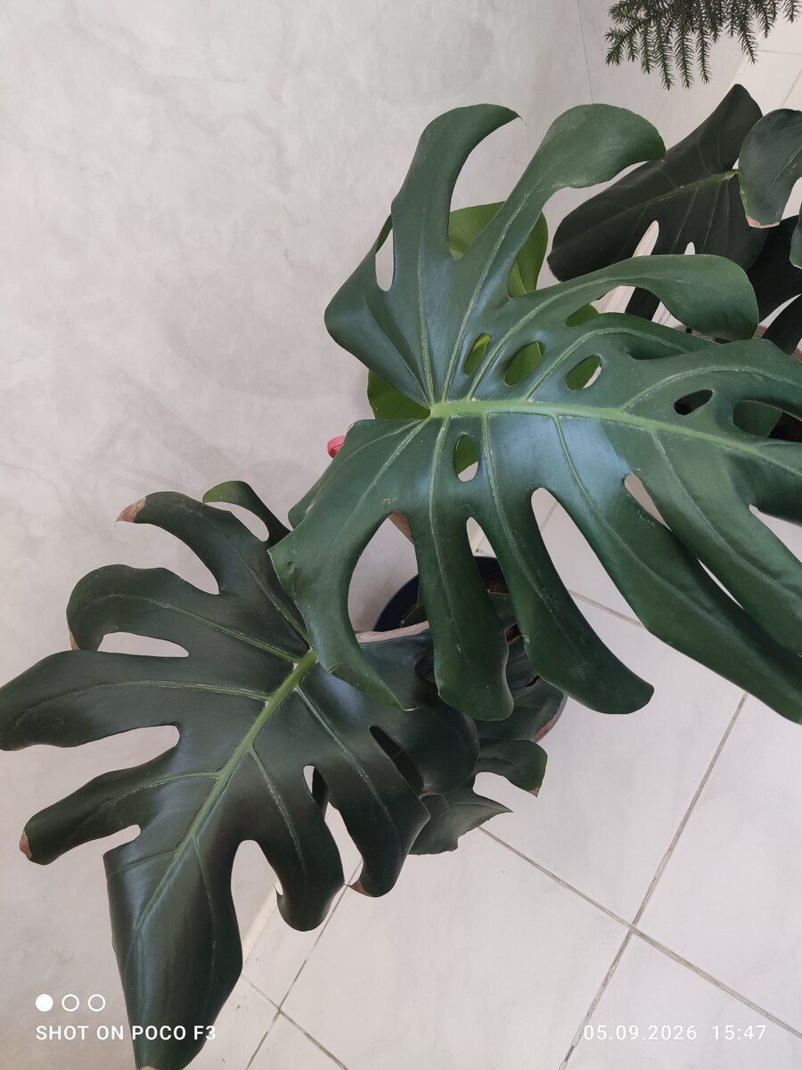 Monstera bitkisi — Bitkilər, Bakı (5)