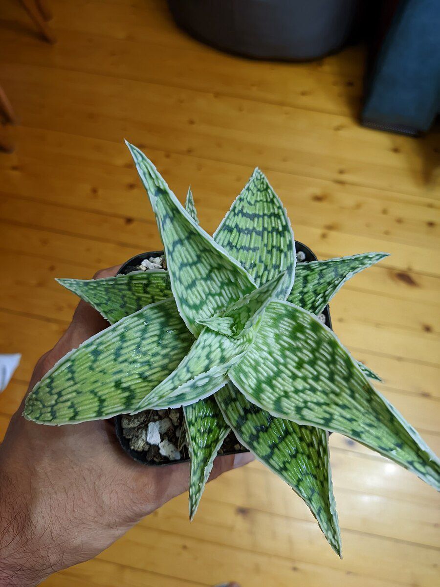 Ağ aloe — Bitkilər, Sumqayıt (4)