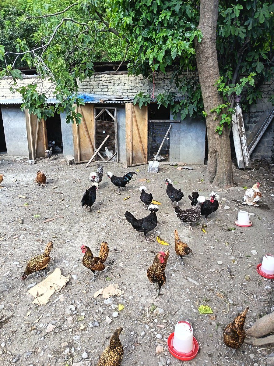 Toyuqlar — Quşlar, Şəki (4)