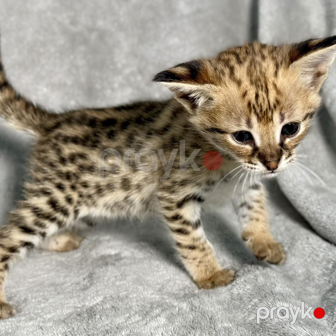 Savannah F5 balaları mövcuddur — Bengal, Bakı (8)