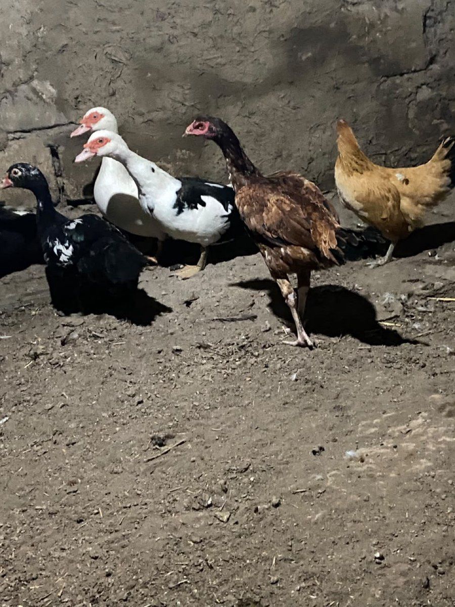 Heyratı fərəsi — Quşlar, Masallı (3)