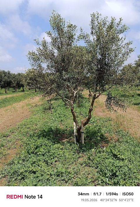 Zeytun ağacı — Bakı