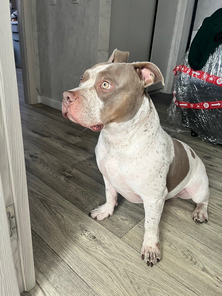 American Bully (standard) — Köpəklər, Bakı (2)