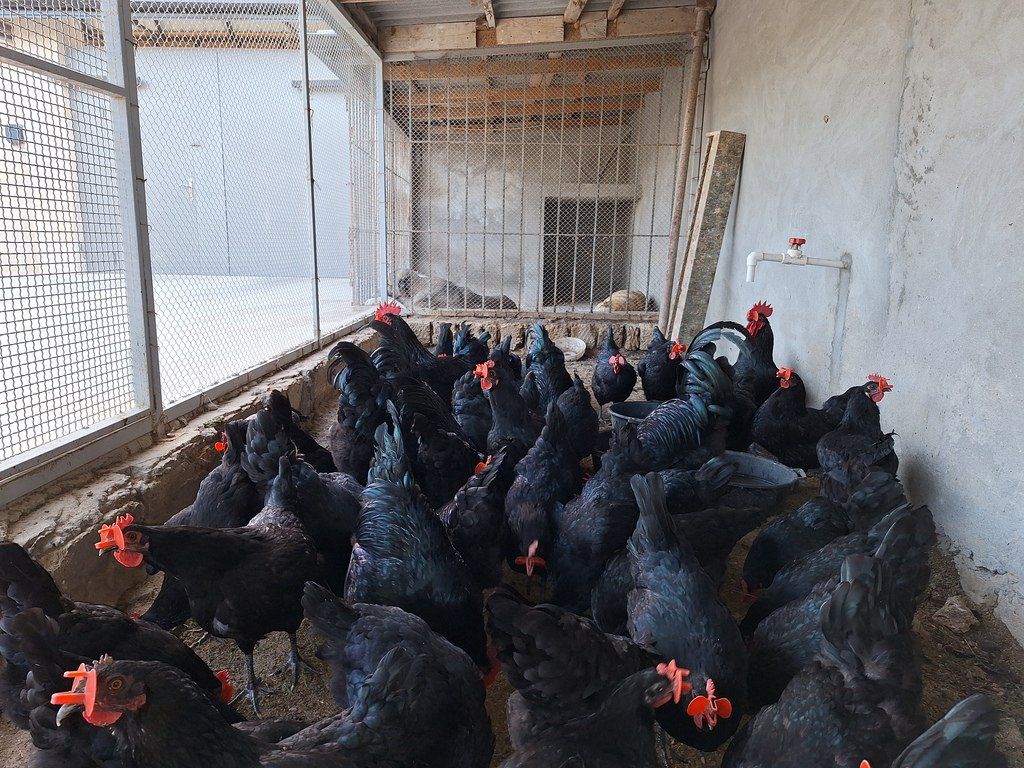 Mayalı avstralorp toyuğu yumurtası — Quşlar, Bakı