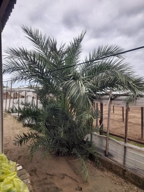 Palma — Bakı