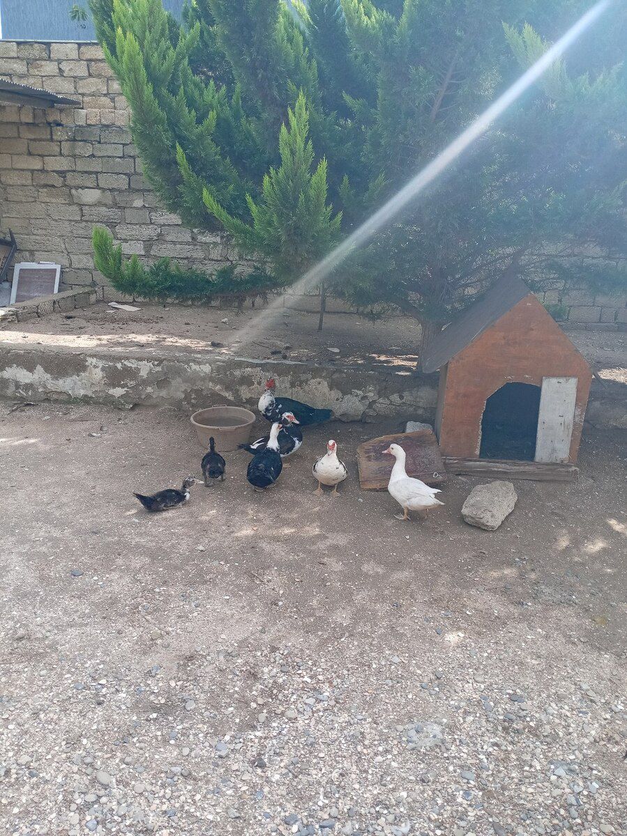 Ördəklər — Quşlar, Bakı