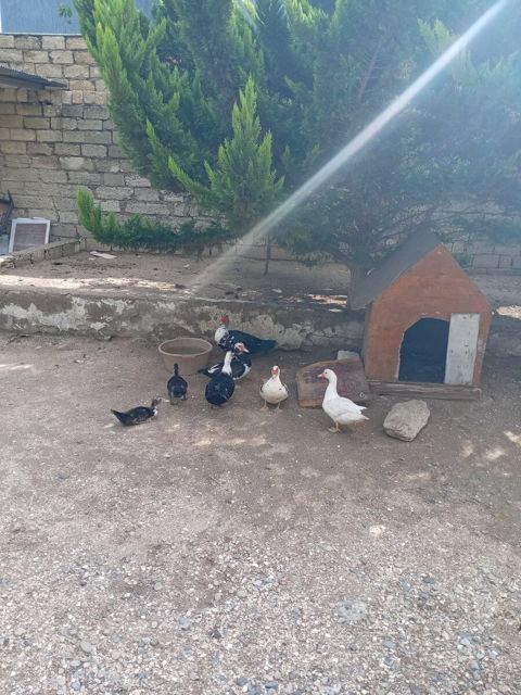 Ördəklər — Bakı