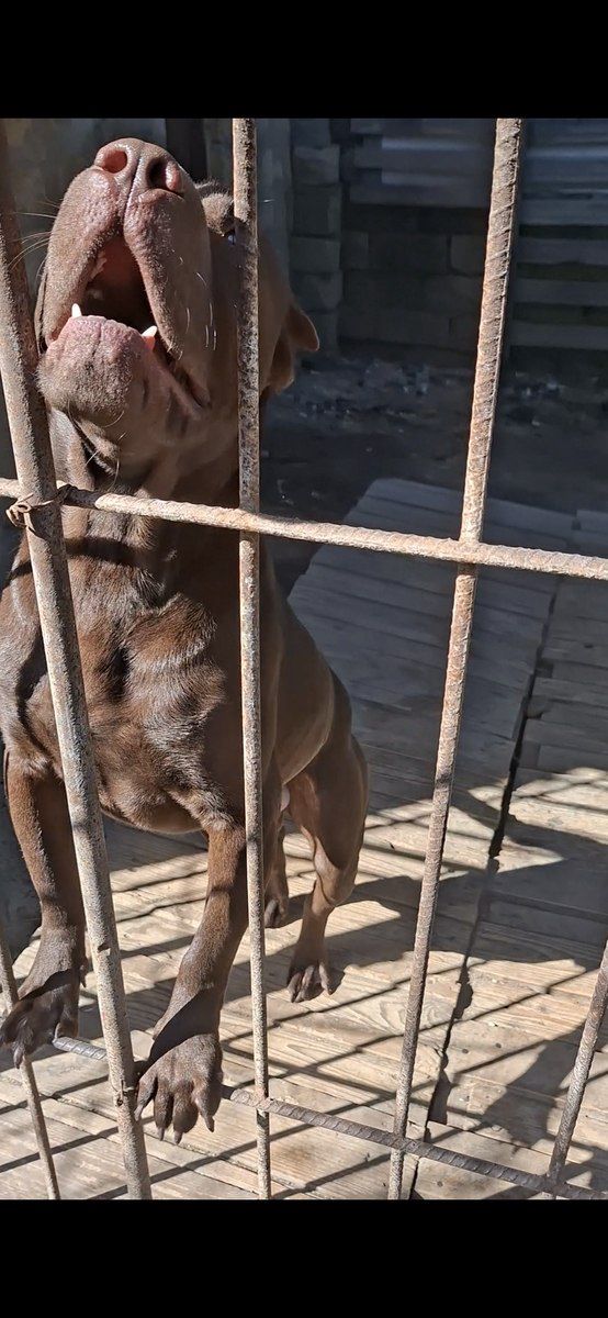 Pitbul — Köpəklər, Bakı (7)