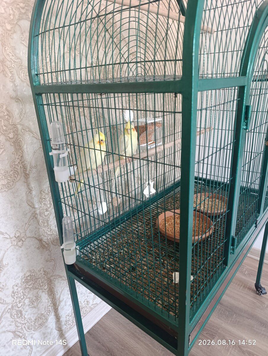 Qəfəs — Heyvan malları, Bakı (2)