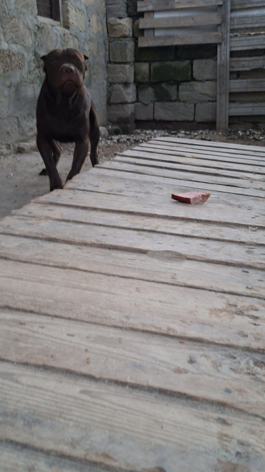 Pitbul — Köpəklər, Bakı (10)