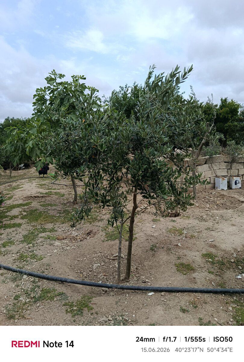 Zeytun ağacları — Bitkilər, Bakı (3)