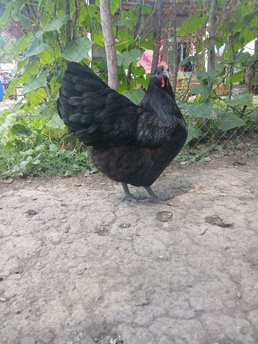 Toyuq, Australorp, Damazlıq — Toyuq və xoruz, Qax (3)